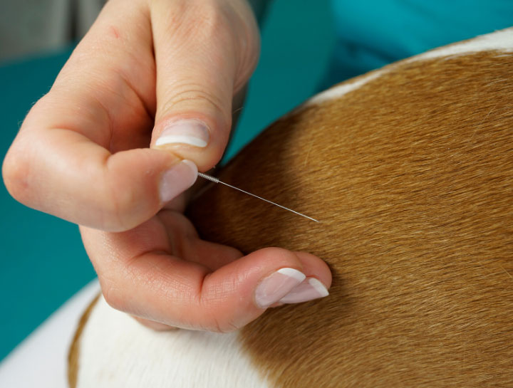 West Roxbury Veterinary Acupuncture